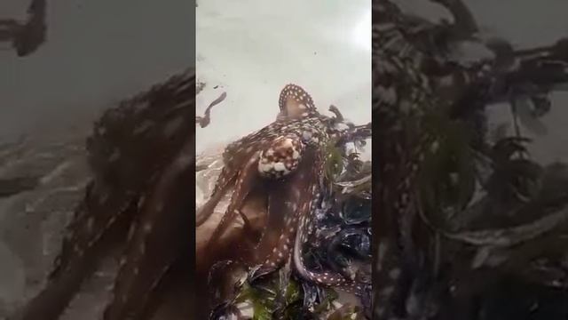 #Wow?Octopus ?Осьмиожка?