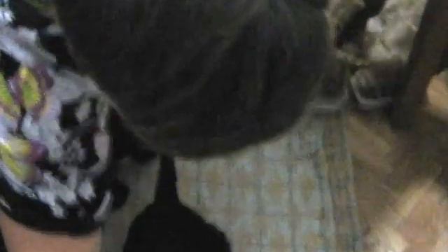 Щенки английского кокер спаниеля р.09.09.12. Обед.