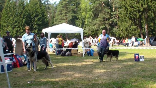 Больше статей и видео на Allbestdog.ru