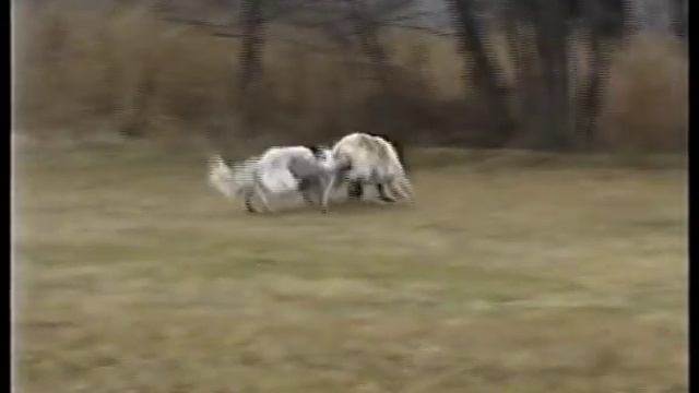 Состязания борзых по волку.avi