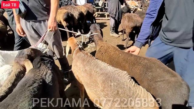 ӨЗГӨН КОЙ БАЗАРЫ! КОЙ БАЗАРДЫ КҮТКӨН КӨП ??