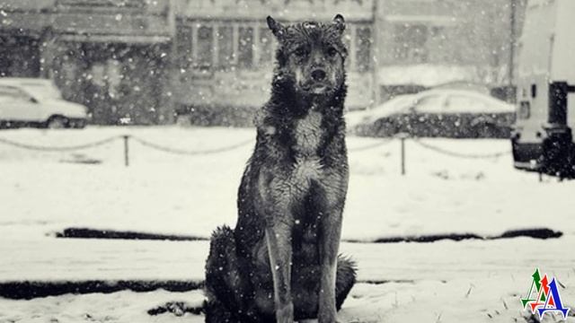 ПЁСИКА пустили в магазин ПОГРЕТЬСЯ, а когда он попытался защитить продавца - ВЫГНАЛИ