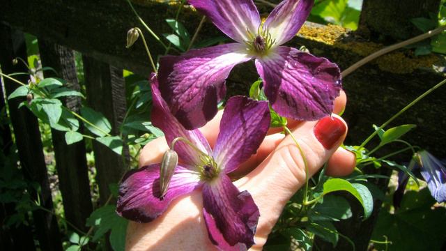 Клематисы-2022. Мой план работ на июль