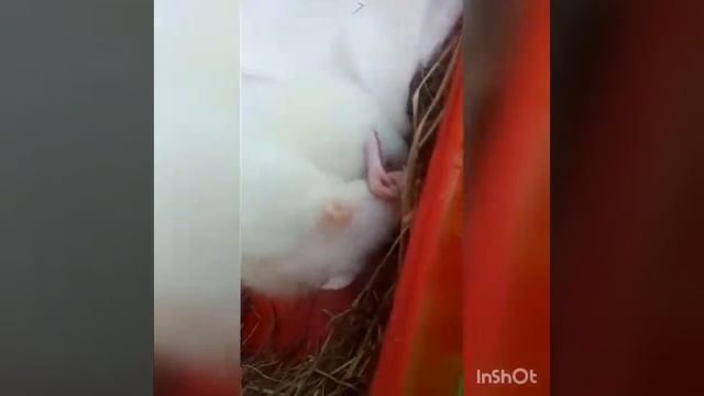 Роды крысы Зоси!