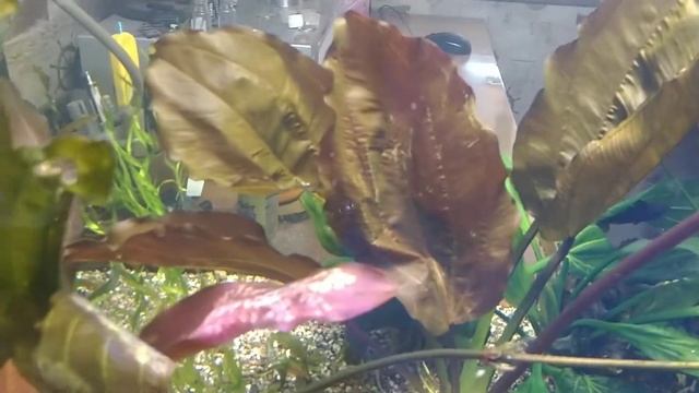 Эхинодорус Бэмби (Echinodorus Bambi)