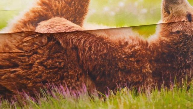 Turquoise Robert Kaufman Fabric Bear Animal Love Blooms Digital Print