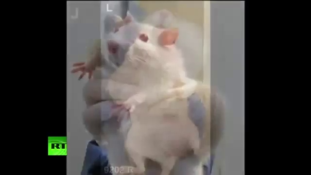 Производители ГМО покупают политиков