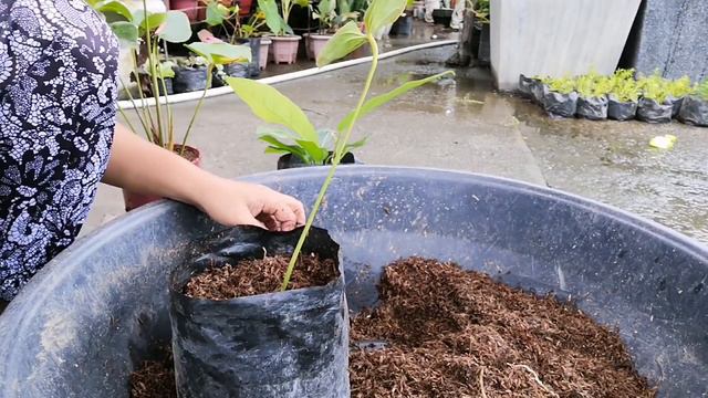 RED ANTHURIUM AND RAINFOREST ANTHURIUM CARE TIPS AND PROPAGATION|HOW TO CARE AND PROPAGATE ANTHURIU