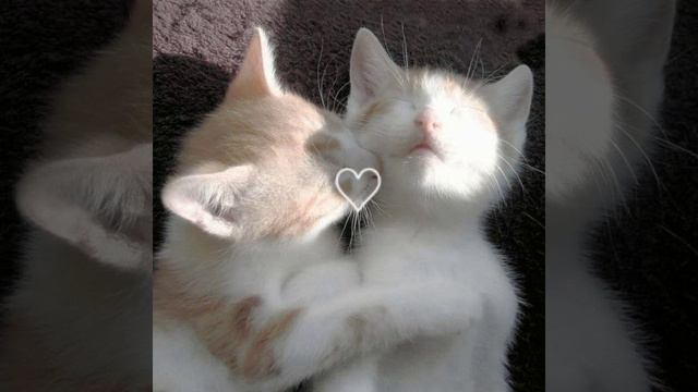 внутри пустота больше не чувствую боли(slowed)