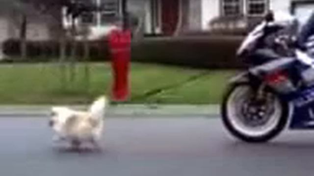 Бедная собака :( смотреть всем ржач XD