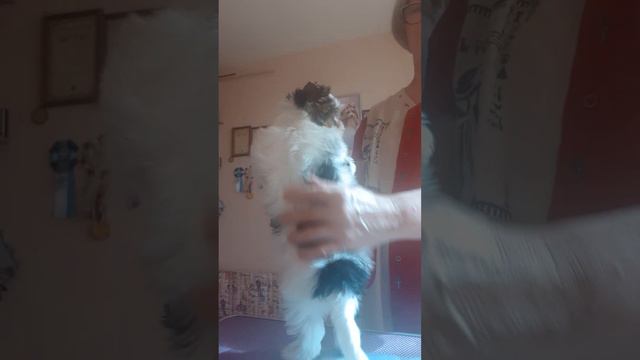 ПЕТРА ДЕ БАЧЕЛЕ БИВЕР ДЕВОЧКА Д.Р.  05/03/2023 ПРОДАЖА  +7 913 415 55 53