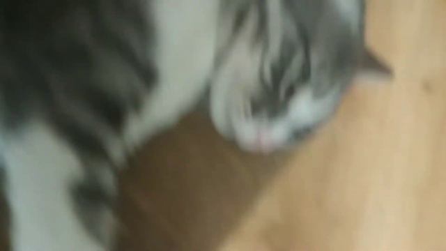 Обзор моего кота