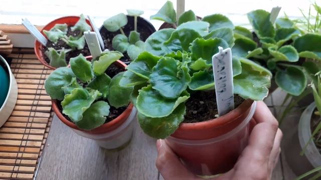 Новые фиалки. 