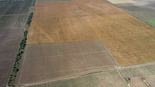 Сад персика. Крым с. Межводное. Посадка весна 2022