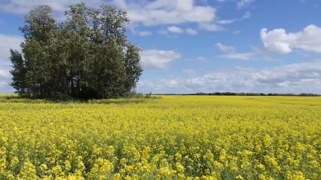 Olympus SH50 ,video Test Zoom And Image Stabilization 5 Axis