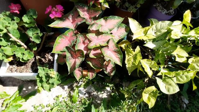 Tour Por Mis Plantas Y Suculentas Después De Mucha Lluvia ||#tour #suculentas  #plantas #jardín