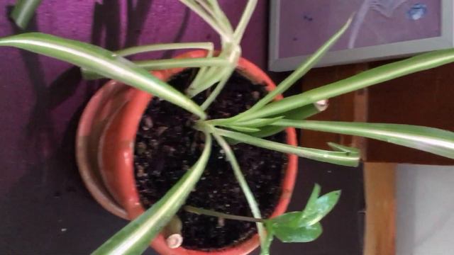 Хлорофитум: свет и тень