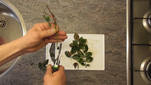 Rozen Stekken / Planten / Kweken / Snoeien