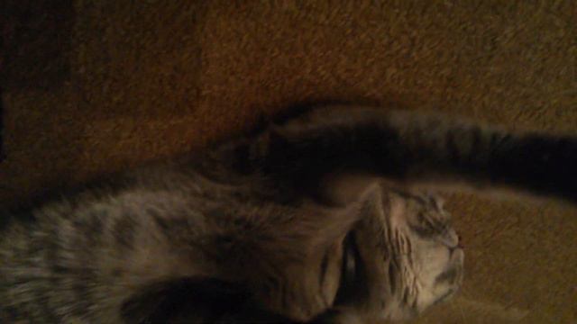 Кошка играет с рукой