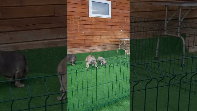 Папаша учит своего ребенка плохому 🔞 Куда смотрит мать?!