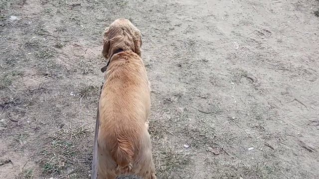 Куда-то идет мой бандито