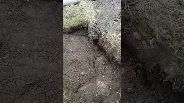 Нужно пересадить розу, снова 