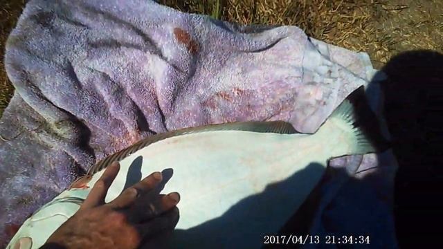 HUMBOLDT BAY HALIBUT FISHING FROM INFLATABLE BOAT USING GULP SAND WORM BEHIND TARGET  CATCH AND COO