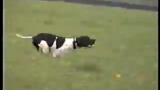 работа поинтера   ДЮК