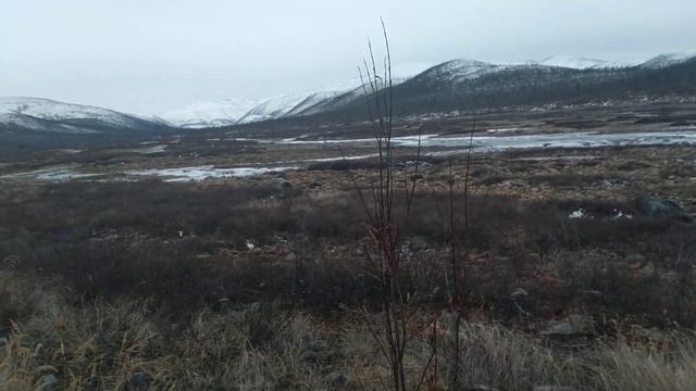 на охоте на дикого северного оленя