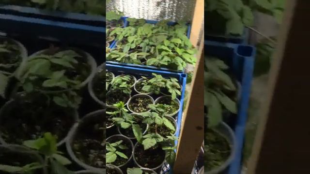 Укоренение малины и ежевики 15.12.2020 год.