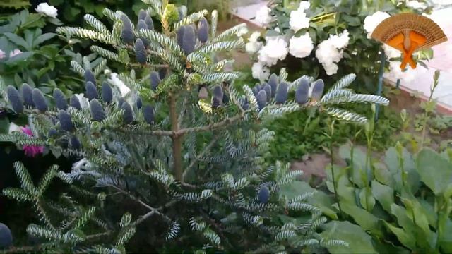 Ba7a25d4fc842c4bc14174cb326ae8e3