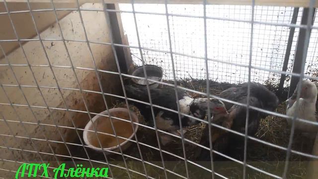Утренний обзр хозяйства. Мускусные утки...В чём причина? .. .неплановое сокращение поголовья...