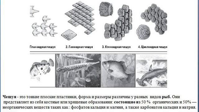 Объединение «В мире животных» | 