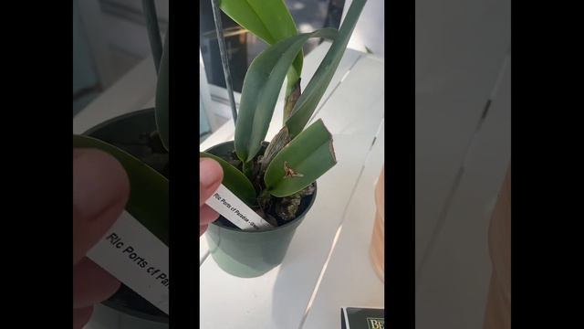 Home Depot Haul! Impromptu great orchid haul for great prices!