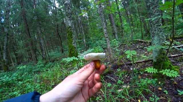 100 БЕЛЫХ ГРИБОВ с ОДНОЙ поляны и МАЛОИЗВЕСТНЫЕ СЪЕДОБНЫЕ ГРИБЫ! Грибы 2020!