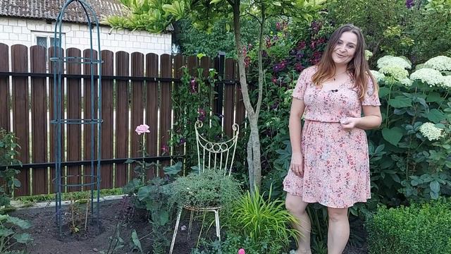 Jak Sadzić  RÓŻE, CLEMATISY I SZAŁWIE .   CIĘCIE Szałwii .PRZEBUDOWA RABATY- SZCZEGÓŁY!