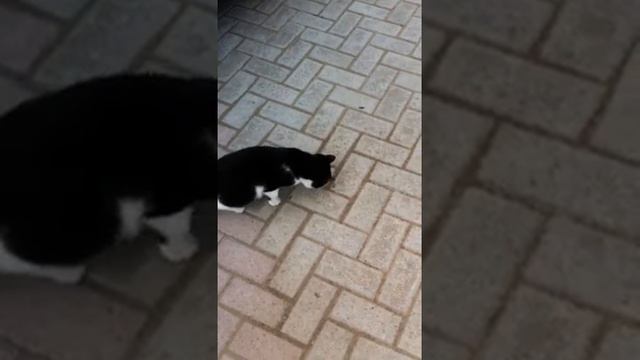 Охота на кузнечиков