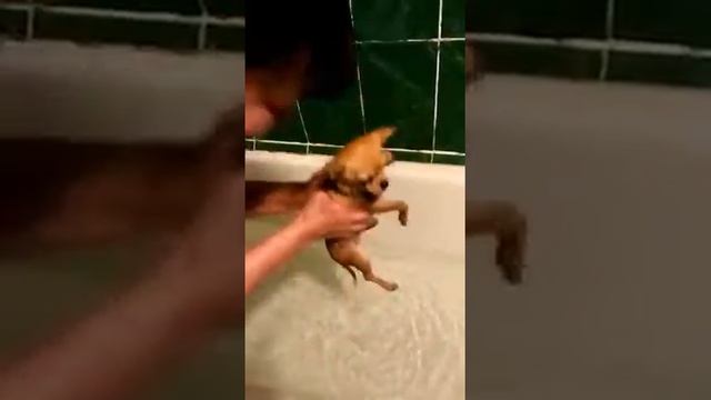 Купание чихуахуа