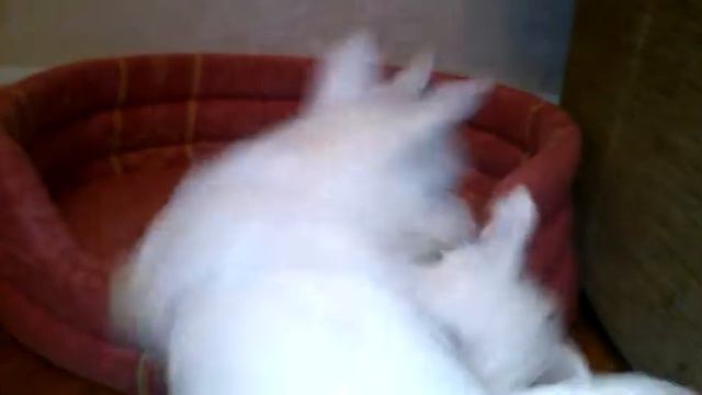 Щенки Вест Хайленд Терьер