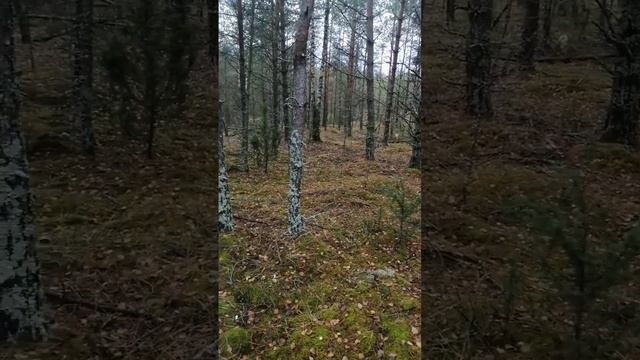 998c29404eb15c55a5a449d7c1211590