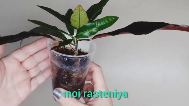 Кротон Экскуренс