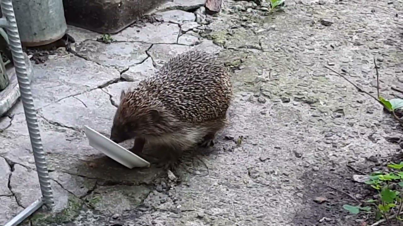 Ёж доедает пакетик мягкого корма за кошкой 2022