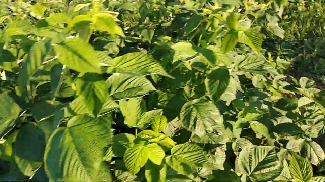 ✓1075. У нас ЖАРА достала, обзор, как мы существуем.