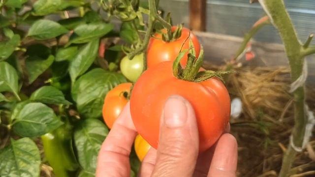 Мои любимые томаты....