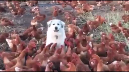 Мои девчонки