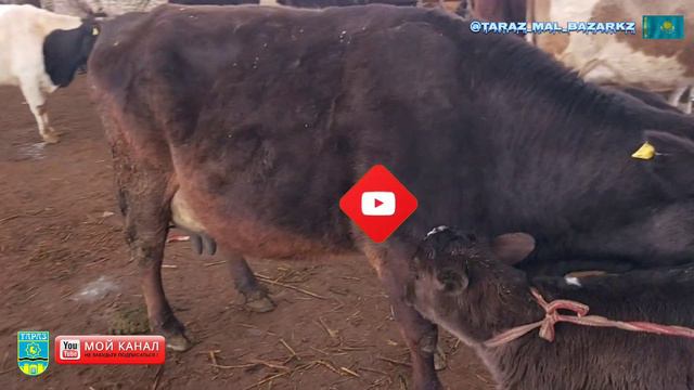 Ірі қара бағасы 4 ақпан 2024 / Мал базар Тараз / Mal Bazar ✅