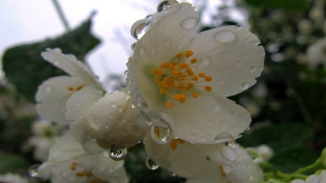 Цветы 2011 года