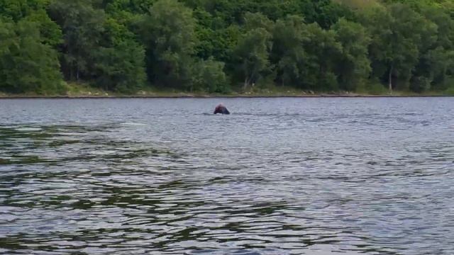 54dae7bf1b6b3d5ddb95b0d0a98ba574