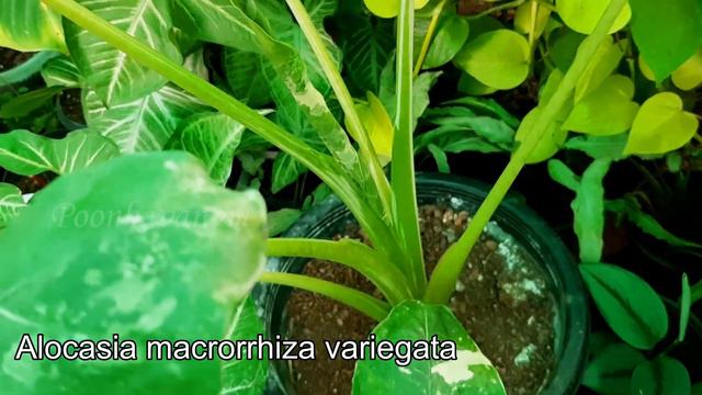 Rare & Trending Indoor Plants ll Collectors' Choice