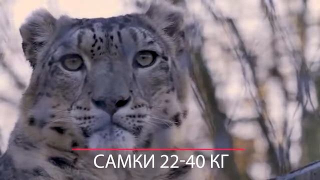 СНЕЖНЫЙ БАРС! НЕВЕРОЯТНЫЙ ЦАРЬ ГОРЫ!